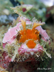 Scorpionfish disguised as harmless rabbit. ;-) by Brian Mayes 